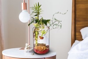 Biogarden,  perfecto para decorar tues espacios favoritos