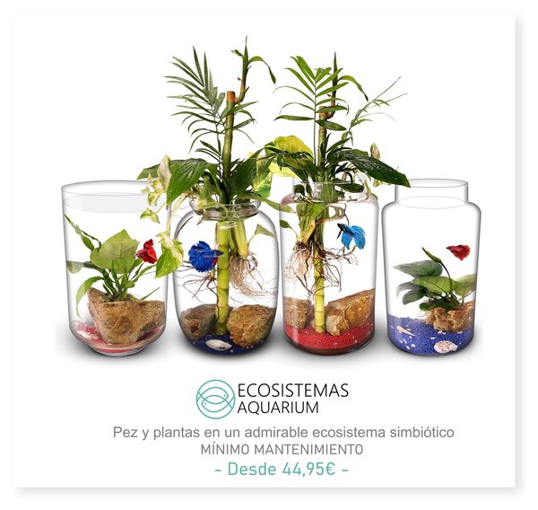 Biogarden,  tienda Ecosistemas AQUARIUM,  perfecta simbiosis entre pez y plantas.