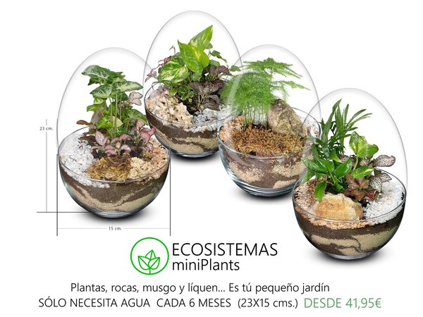 Biogarden  Ecosistmas miniPlant, pequeños ecosistemas creados para regalar y decorar tus espacios preferidos.  SOLO NECESITAN AGUA CADA 6 MESES.  (23x14cms)  al lado de tu ordenador,  en tu mesa de trabajo,  tal vez en tu habitación...