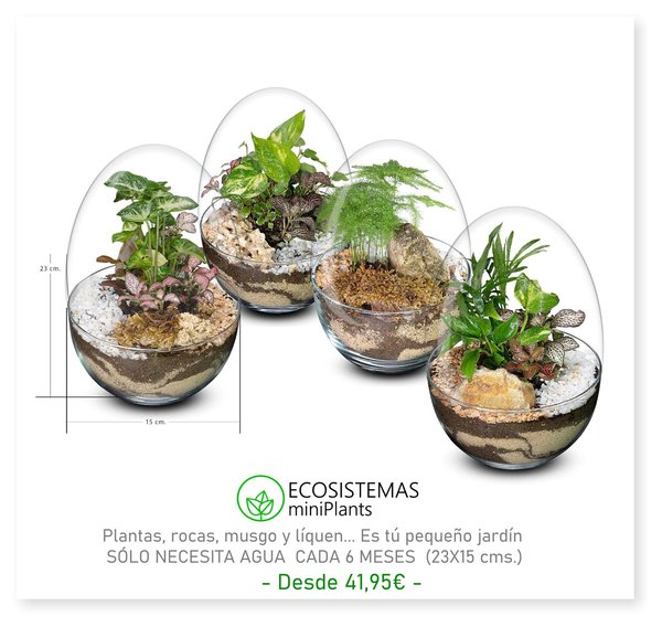 Biogarden  Ecosistmas miniPlant, pequeños ecosistemas creados para regalar y decorar tus espacios preferidos.  SOLO NECESITAN AGUA CADA 6 MESES.  (23x14cms)  al lado de tu ordenador,  en tu mesa de trabajo,  tal vez en tu habitación...