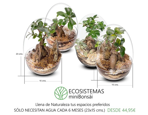 Biogarden,  colección de pequeños bonsái para disfrutar de la Naturaleza a lo grande. Ponlos en todas partes!!pequeños