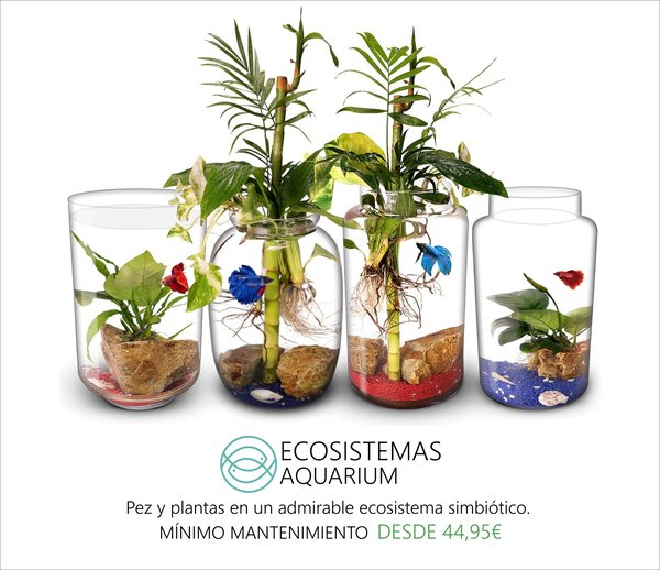 Biogarden,  tienda Ecosistemas AQUARIUM,  perfecta simbiosis entre pez y plantas.