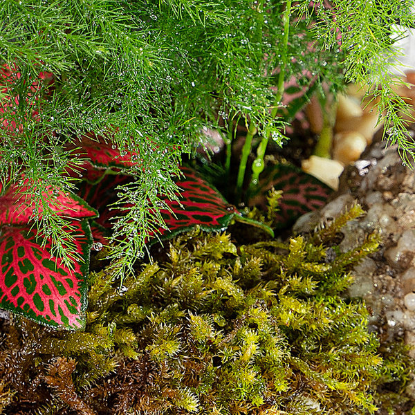 Ecosistema miniPlant (23x15 cms) ASPARAGUS - CHAMAEDOREA - FITTONIA COLOUR
