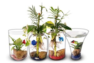 Biogarden Ecosistema AQUARUIM,  una colección creada para soñar