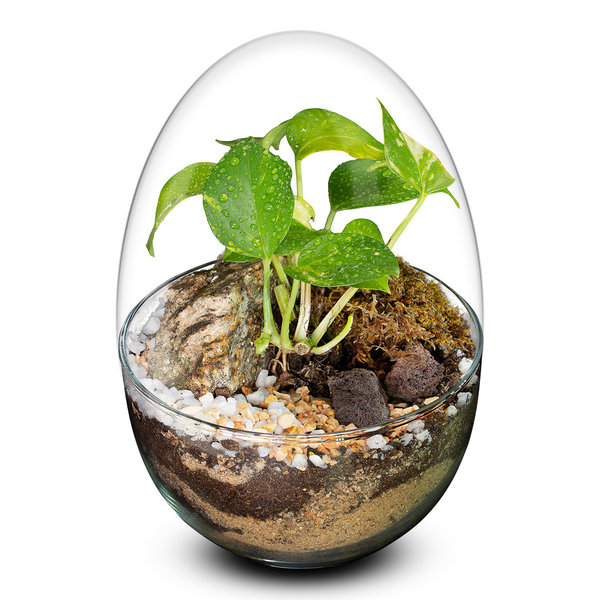 Biogarden,  ecosistema miniPlants, un toque verde en tus pequeño espacio.